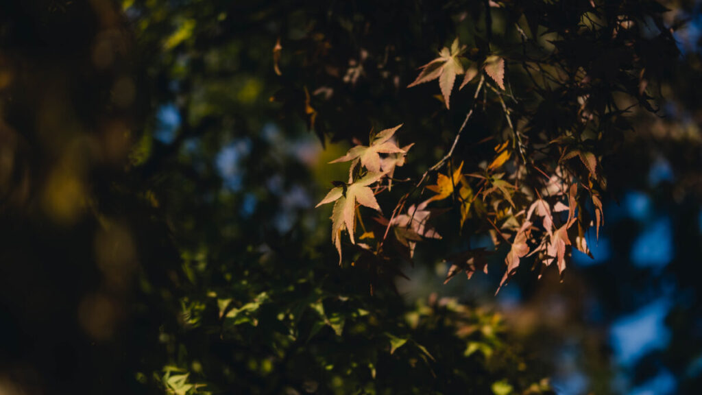 秋を感じる南禅寺。【Today’s Photograph】2022/09/30