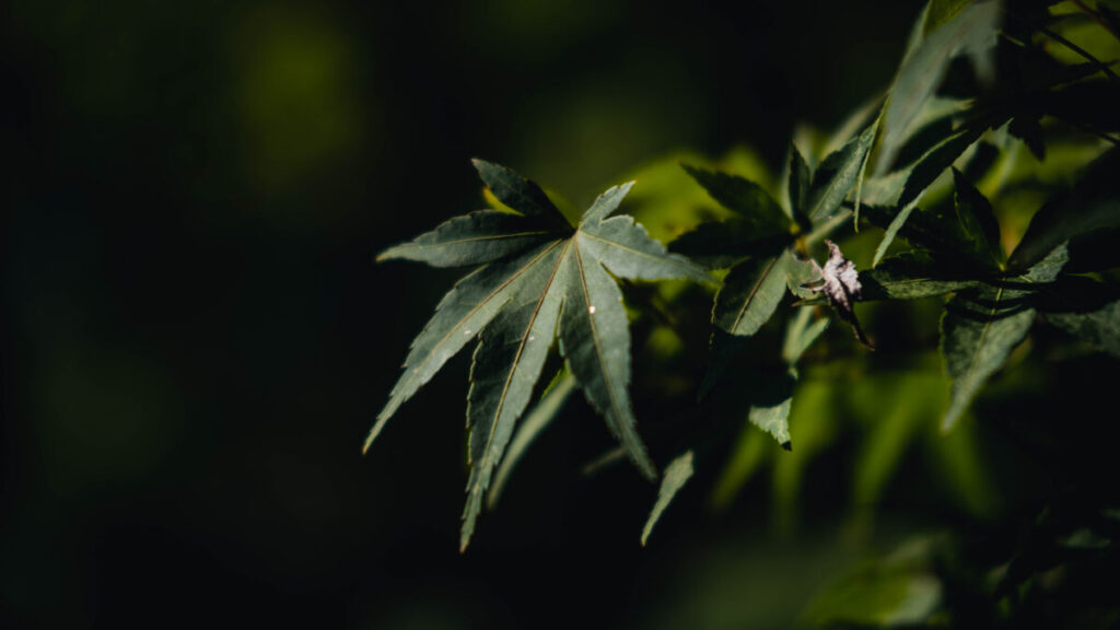 秋を感じる南禅寺。【Today’s Photograph】2022/09/30