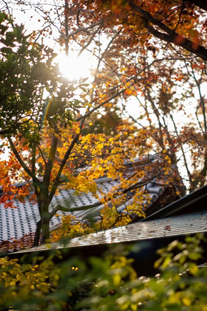 秋と寺町通。【Today’s Photograph】2022/11/24