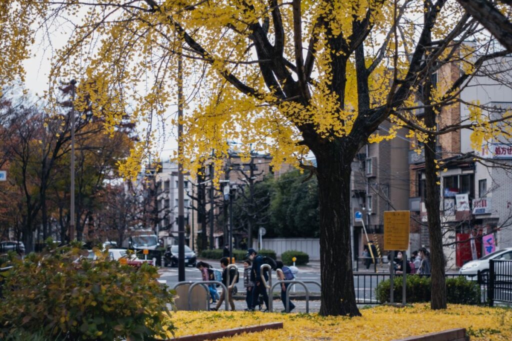 秋と寺町通。【Today’s Photograph】2022/11/24