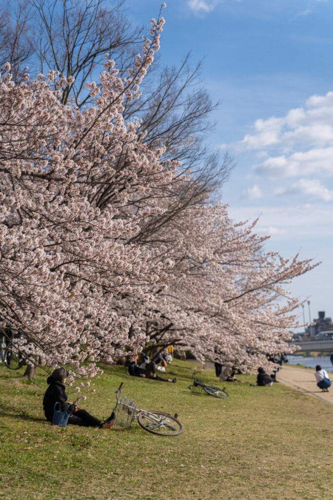 スマホでもOK！様々な桜の撮影テクニック5選＿＋Mono｜クロスモノ
